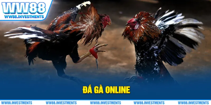 Đá Gà Online - Sảnh Game Gà Chọi WW88 Thưởng Người Mới 88K