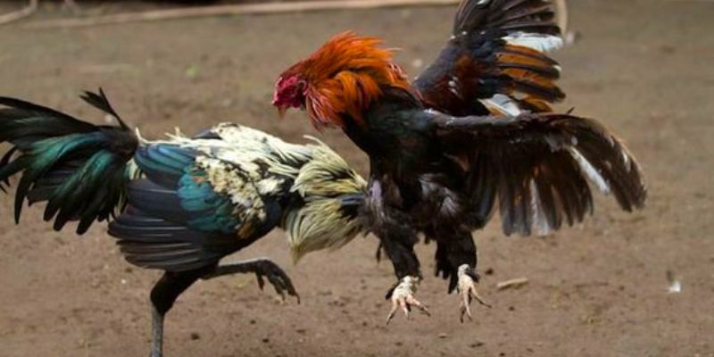 Nên chọn trận dễ chơi